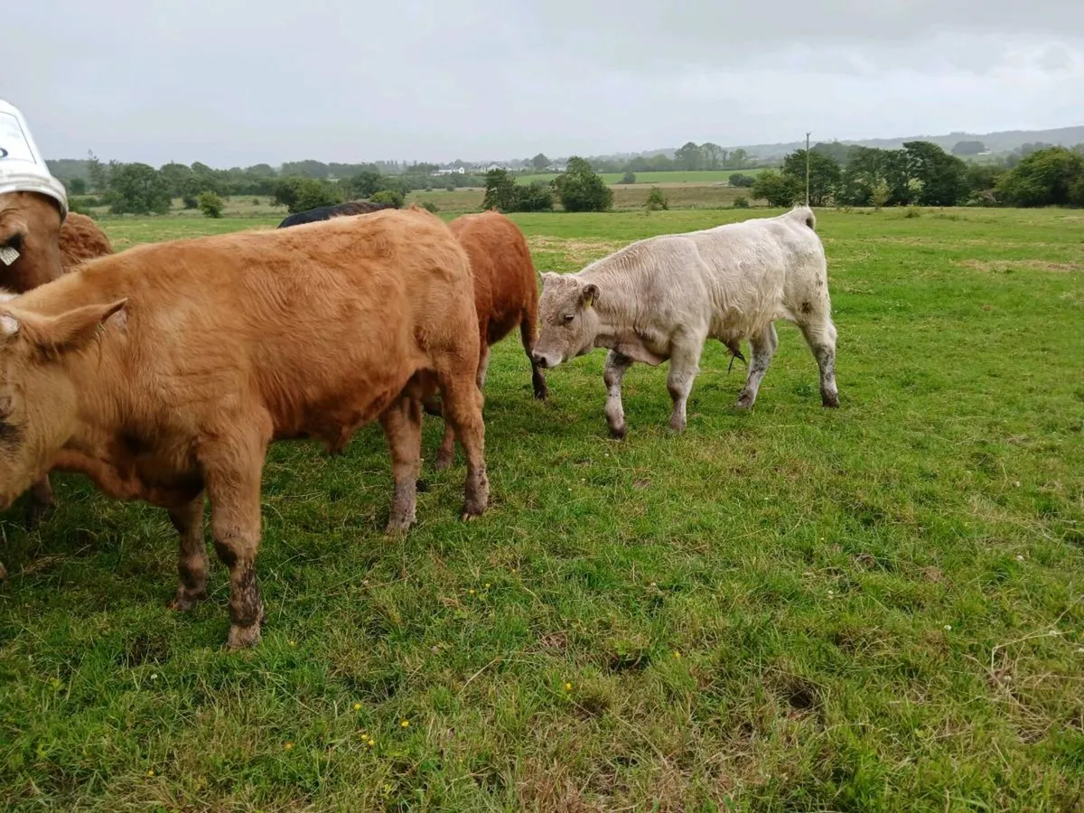 8 Continental Bullock's - Image 2