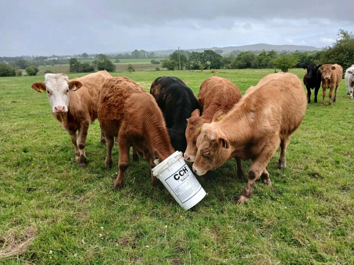 8 Continental Bullock's - Image 4