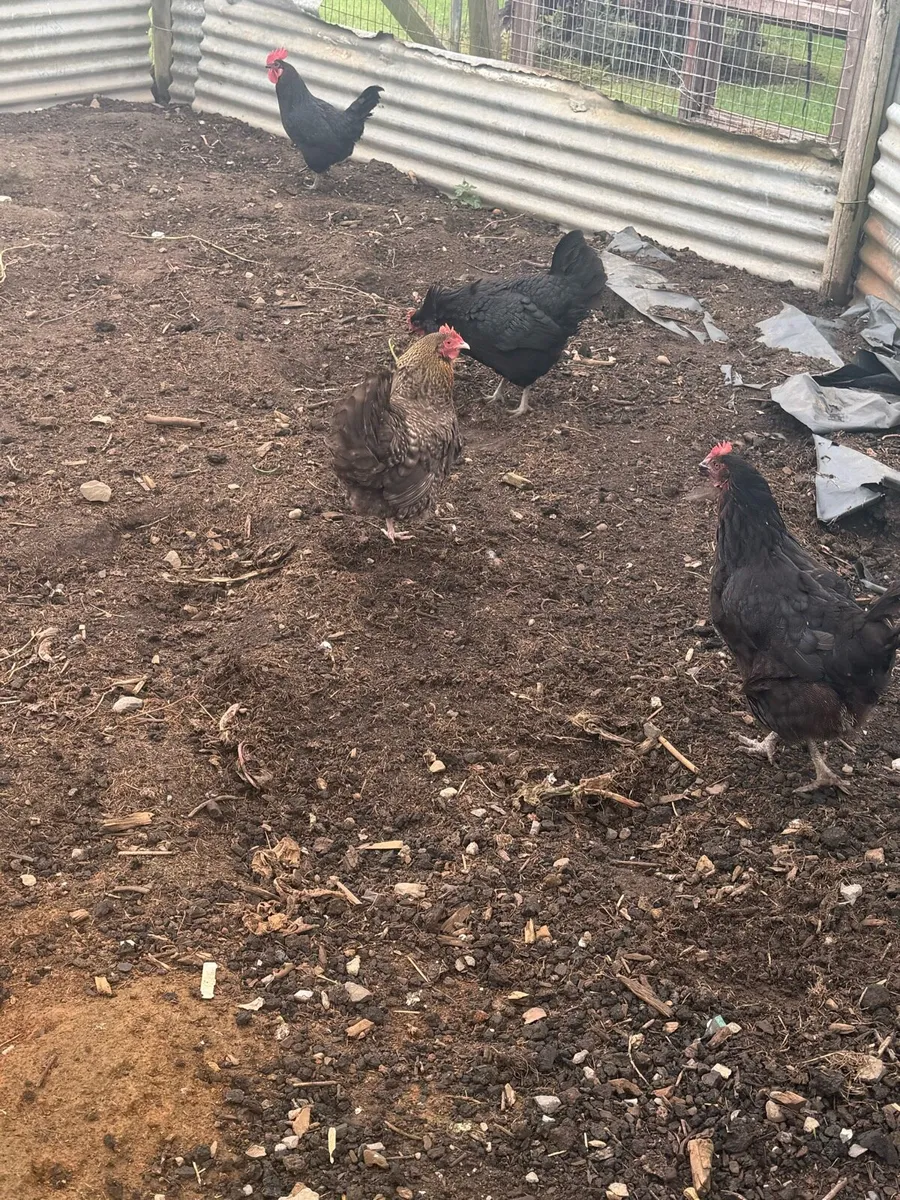 3 Hens and 1 cock - Image 2