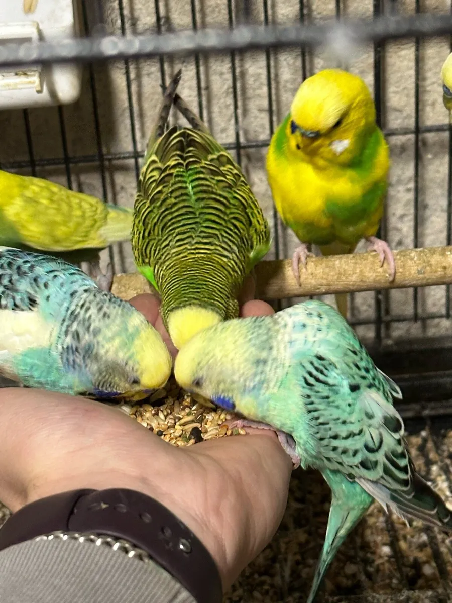 Budgies redrumps and barn owl - Image 2