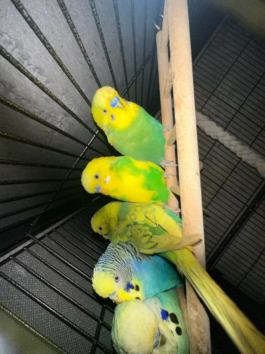 Budgies redrumps and barn owl - Image 3