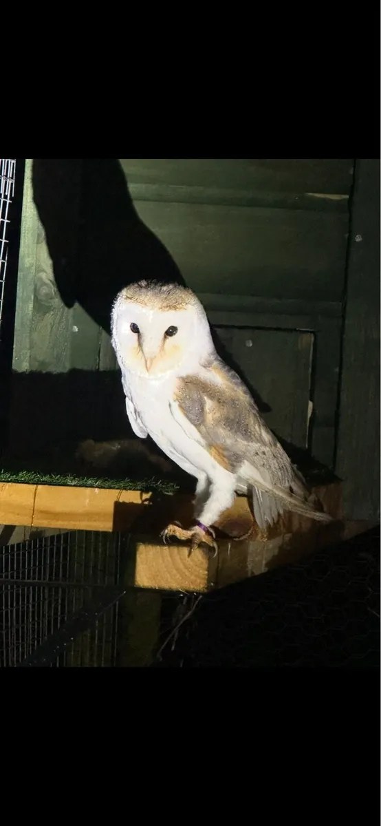 Budgies redrumps and barn owl - Image 4