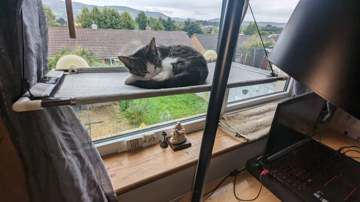 Two cats: queen and molly - Image 2