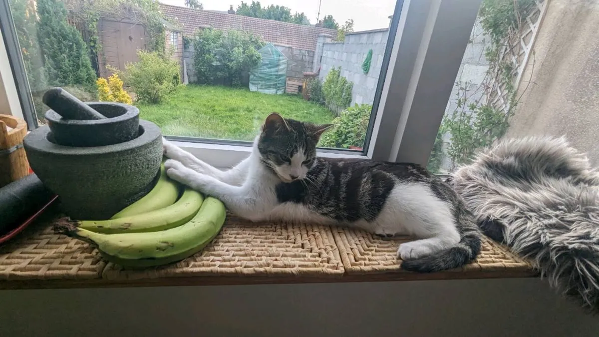 Two cats: queen and molly - Image 3
