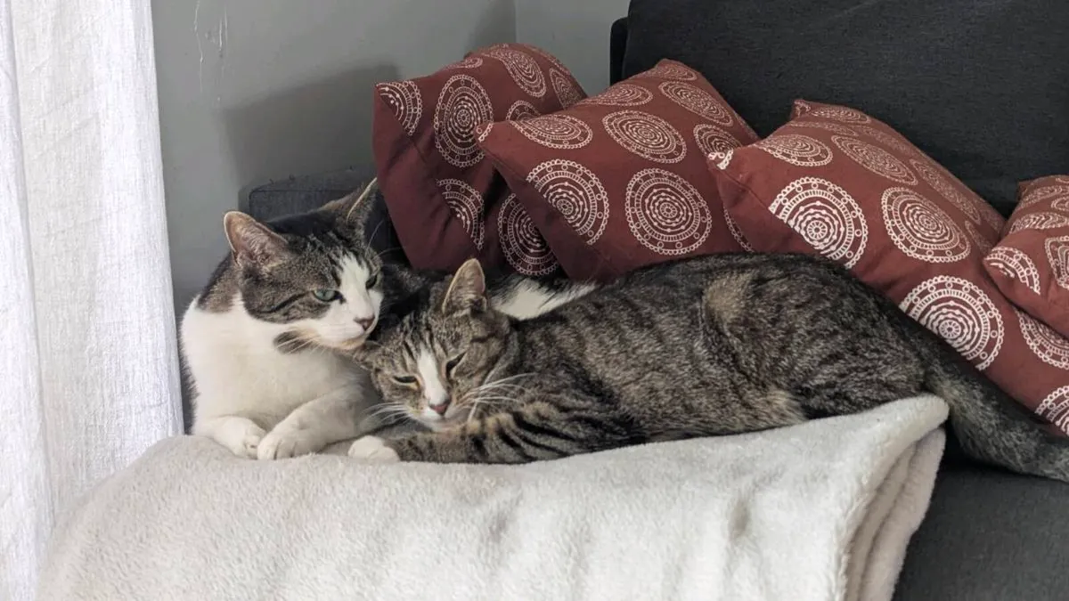 Two cats: queen and molly - Image 1