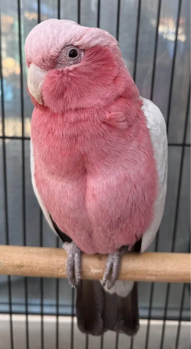 Galah cackatoo male - Image 3