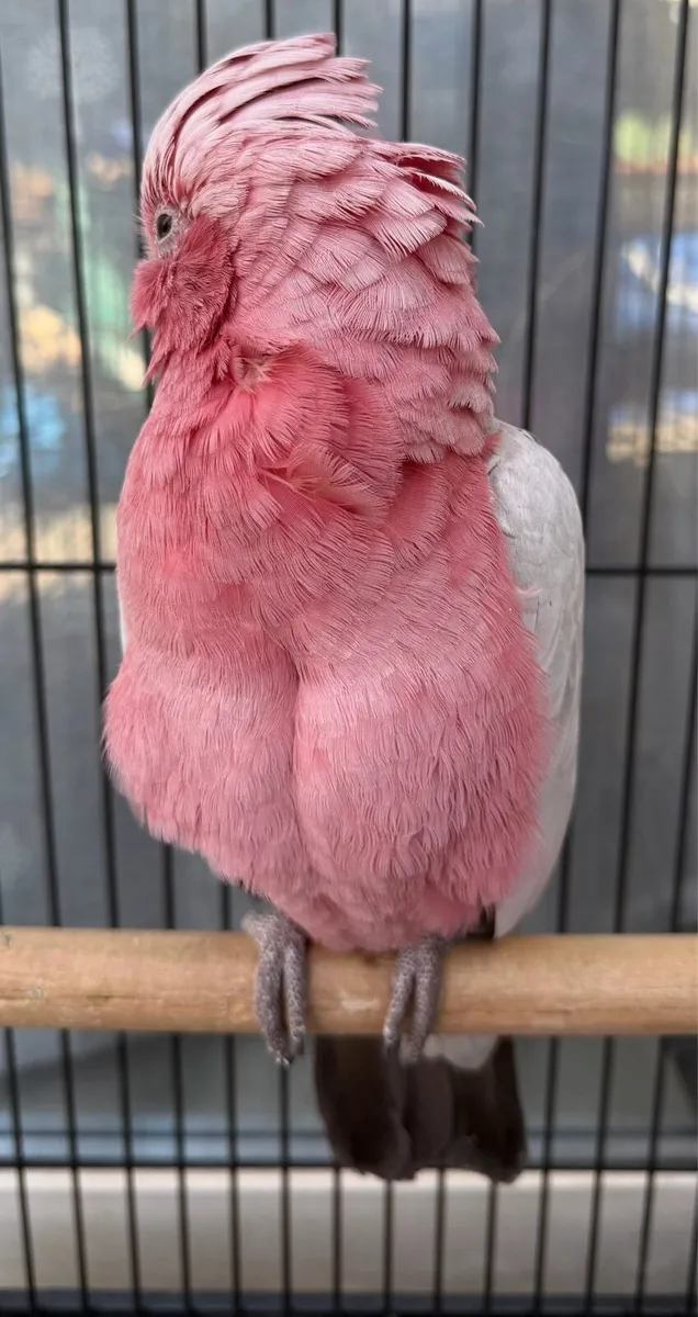 Galah cackatoo male - Image 4