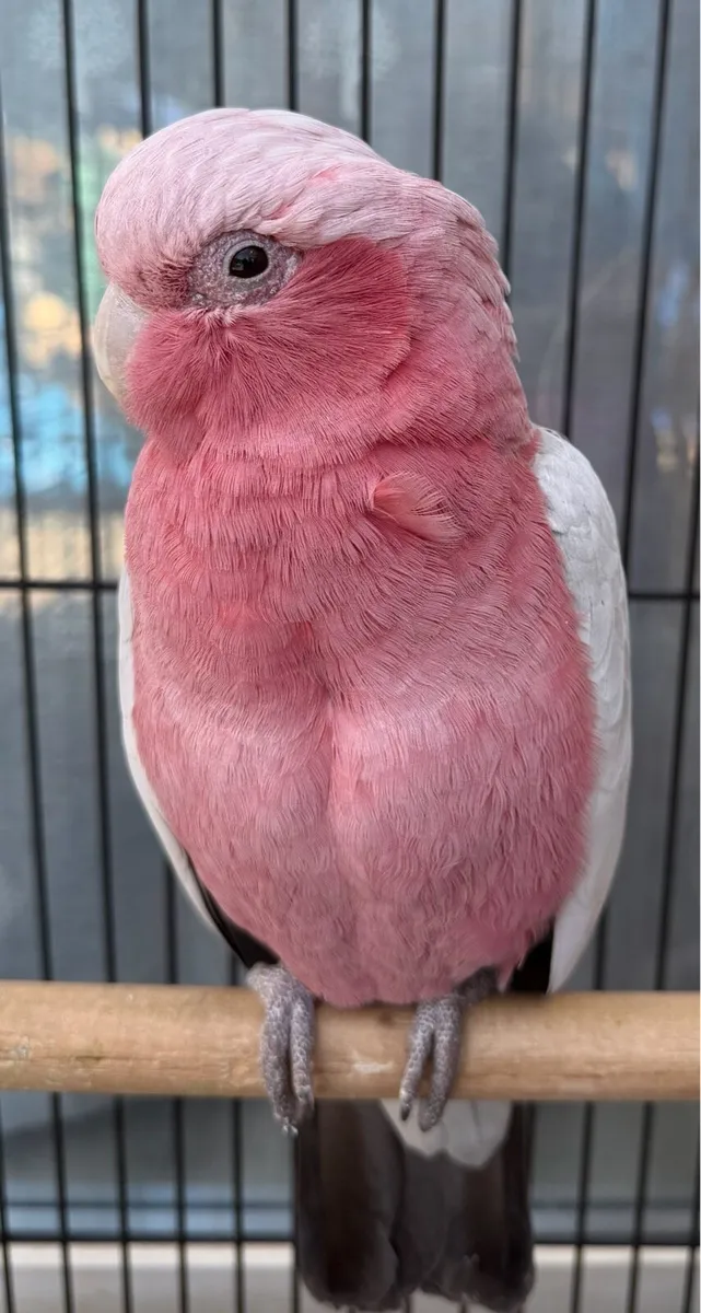 Galah cackatoo male - Image 1