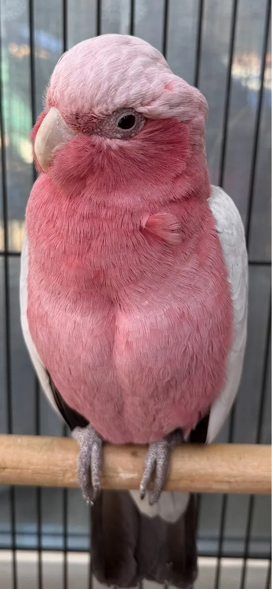 Galah cackatoo male - Image 2