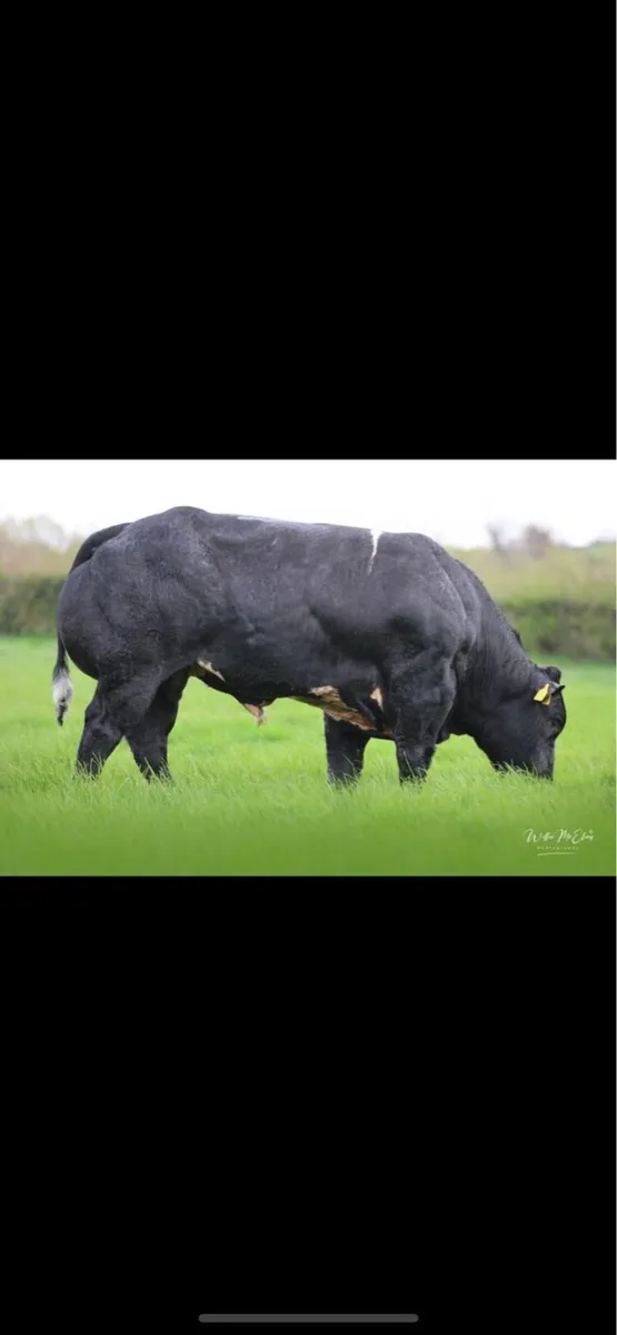 Breeding bulls - Image 3