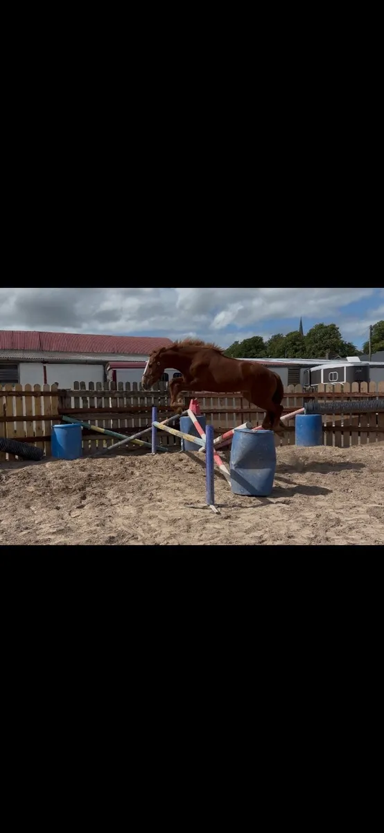 16 Irish draught cross cob - Image 1