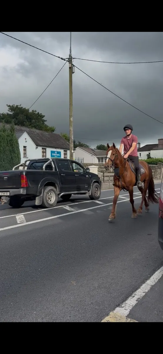 16 Irish draught cross cob - Image 2