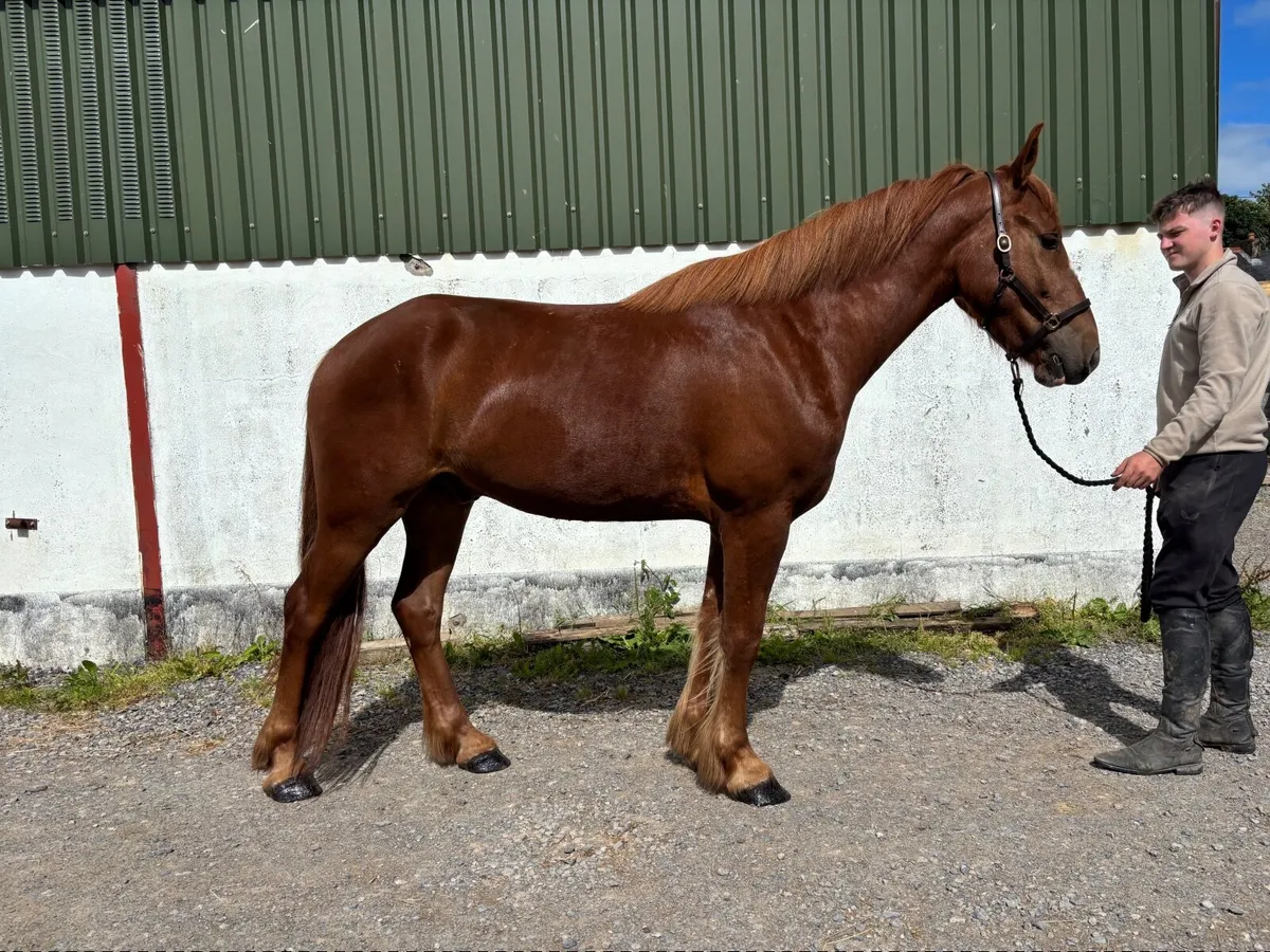 16 Irish draught cross cob - Image 4