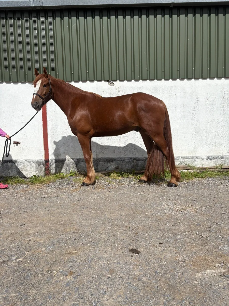 16 Irish draught cross cob - Image 3