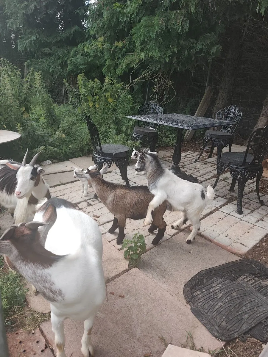 Pygmy Goats - Image 3