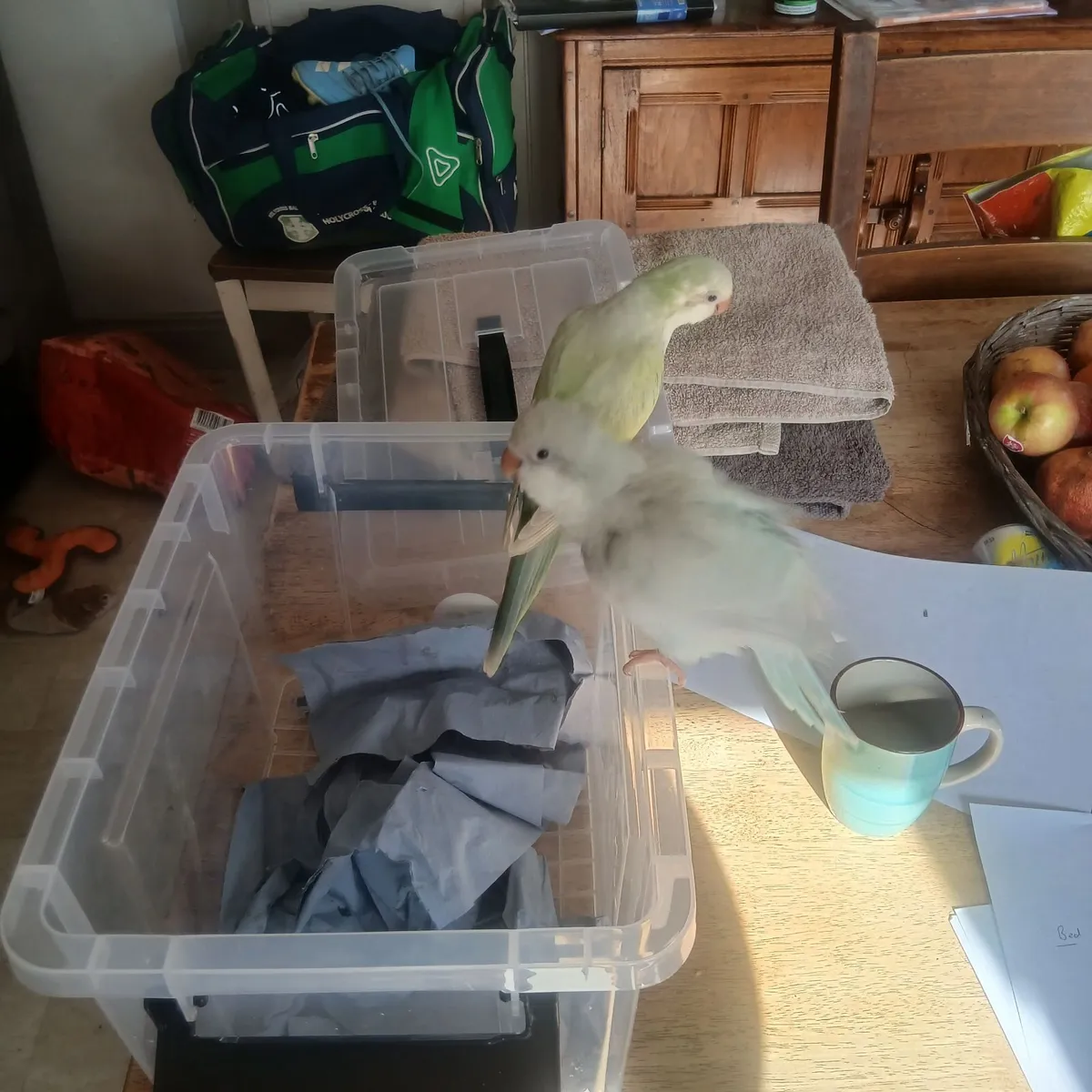 Parrot - Image 1