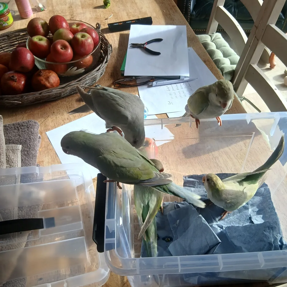 Parrot - Image 2