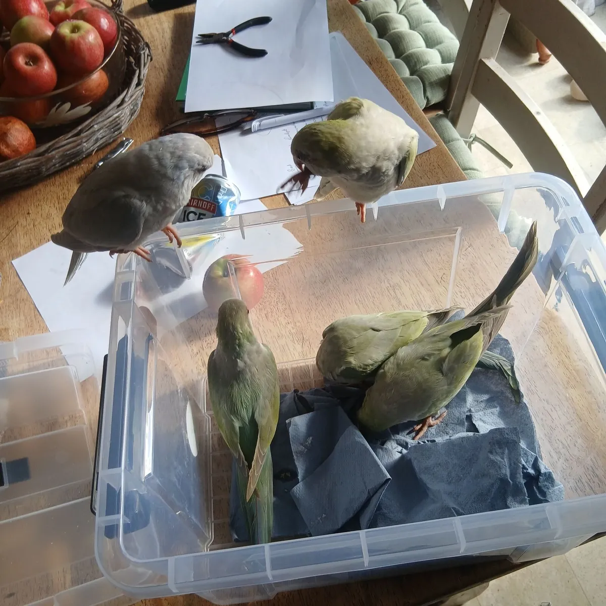 Parrot - Image 3