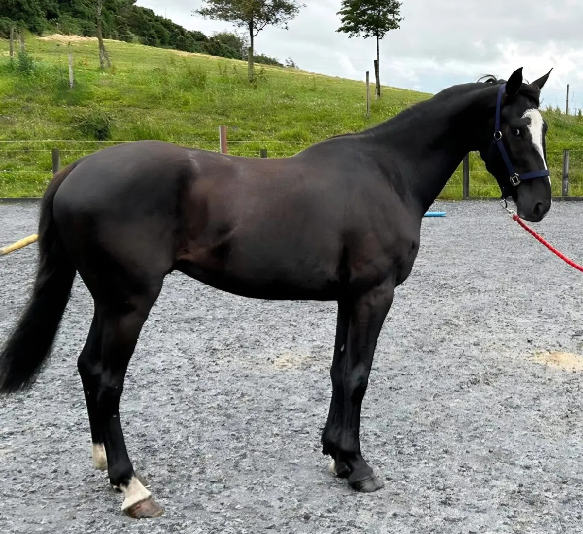 Quality 3yo gelding - Image 2