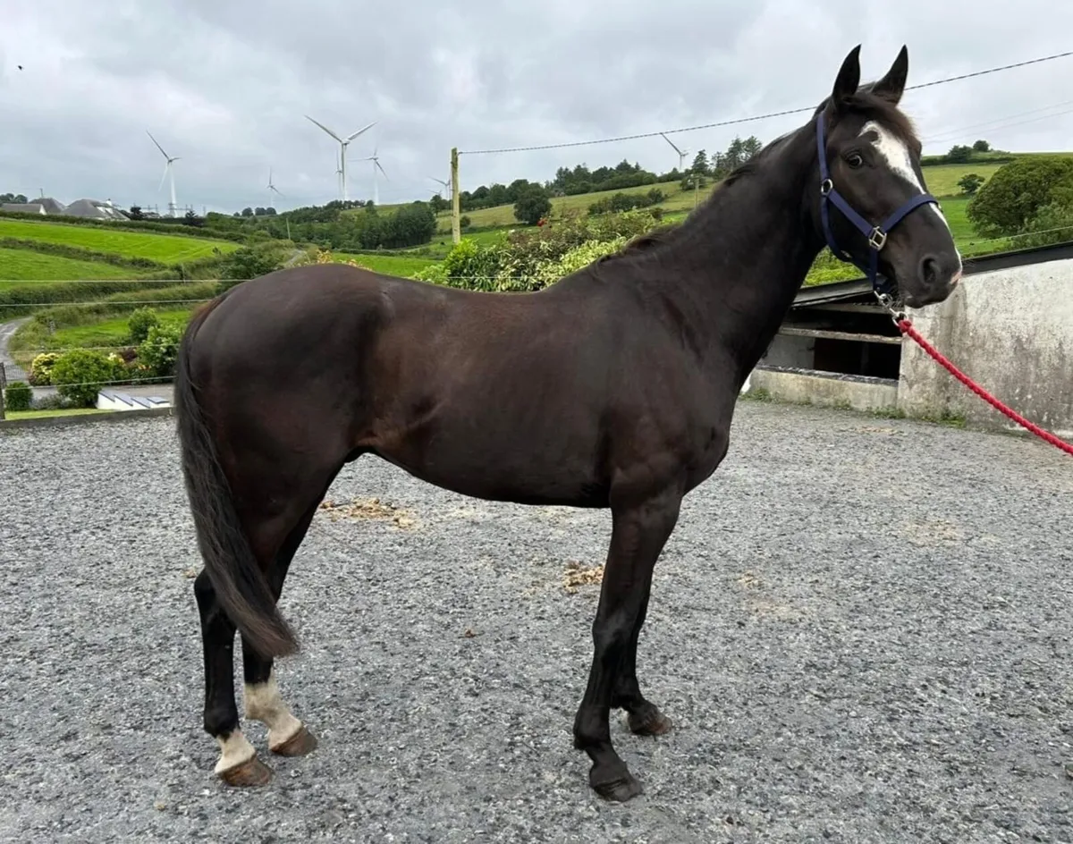 Quality 3yo gelding - Image 1