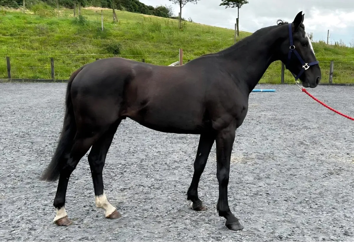 Quality 3yo gelding - Image 4