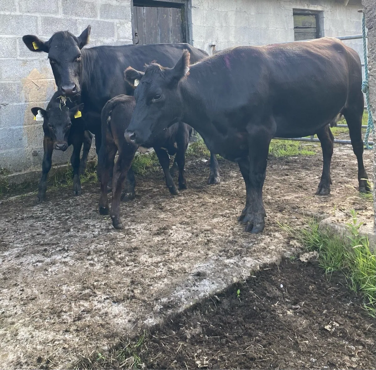 Two Angus First Calvers And Heifer Calves - Image 1