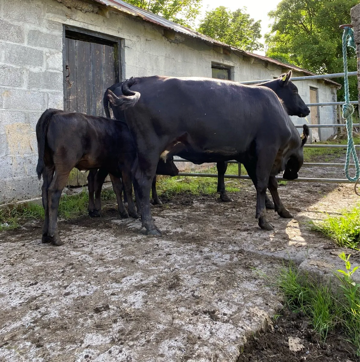 Two Angus First Calvers And Heifer Calves - Image 2