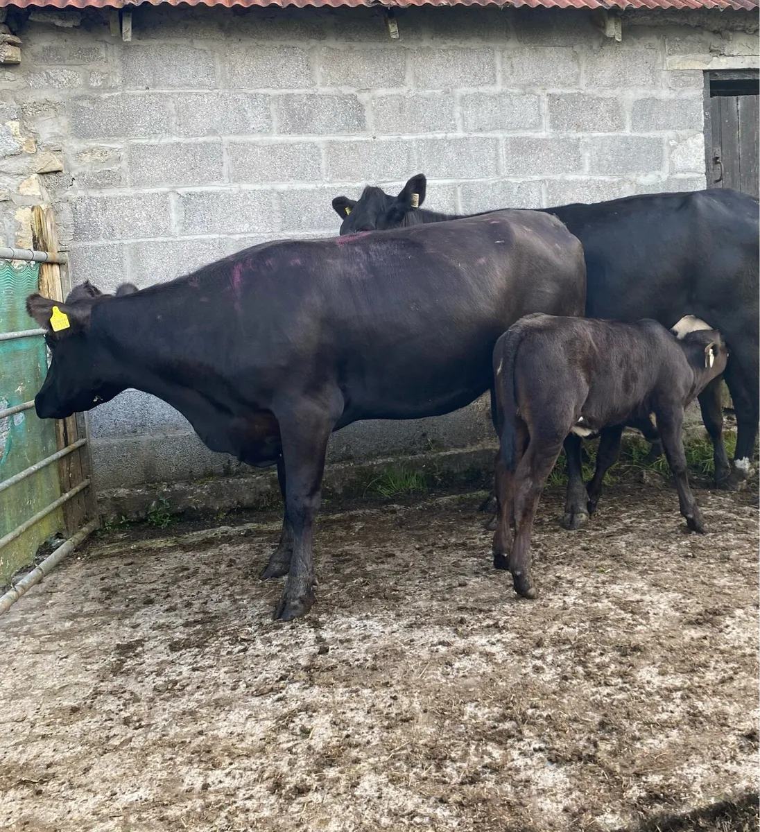 Two Angus First Calvers And Heifer Calves - Image 3