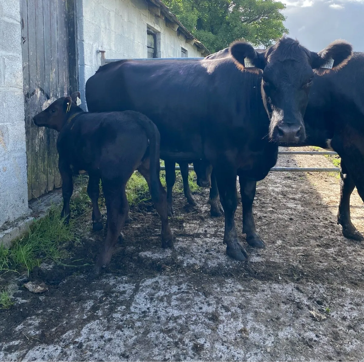 Two Angus First Calvers And Heifer Calves - Image 4