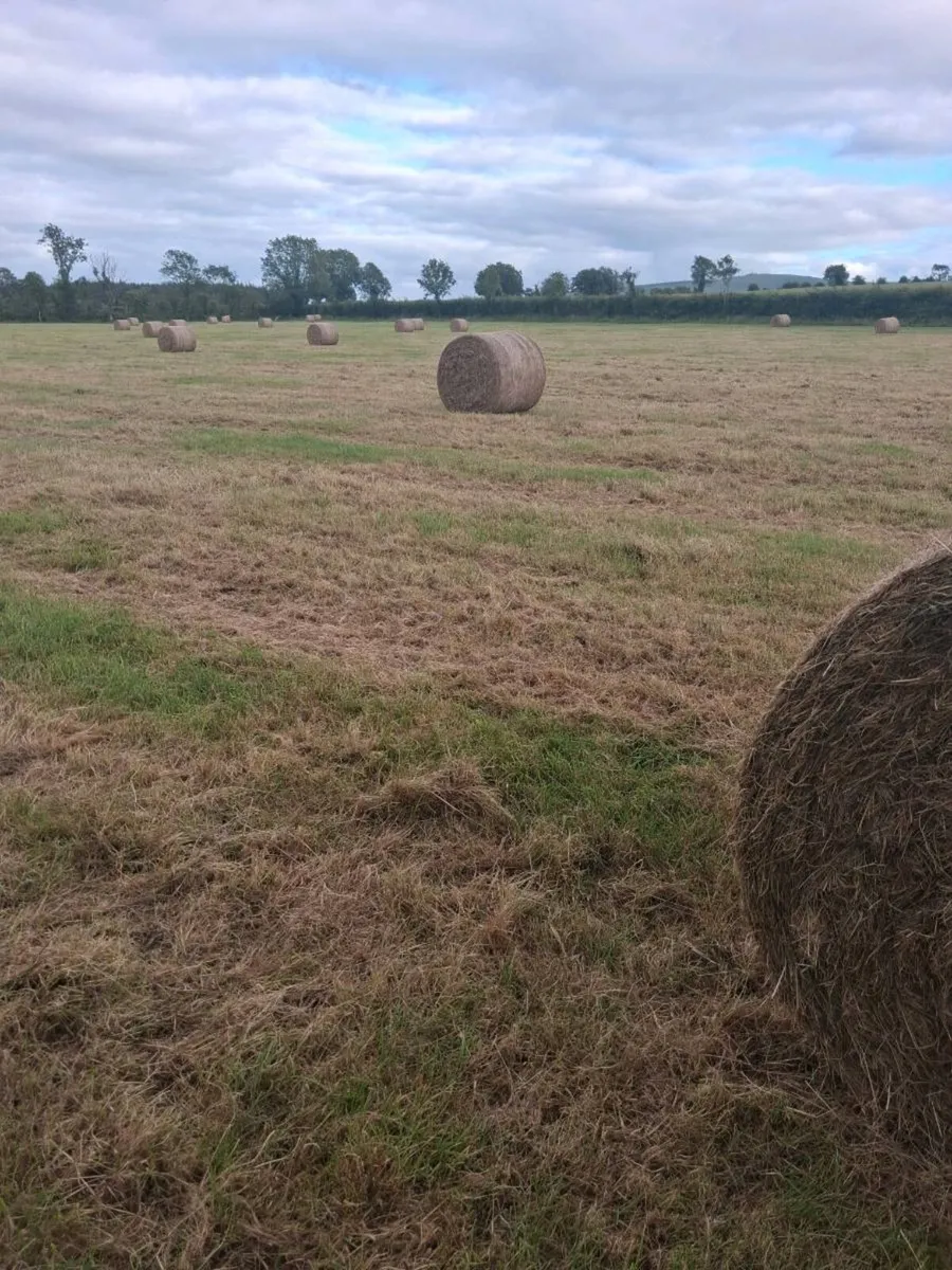 Hay - Image 1