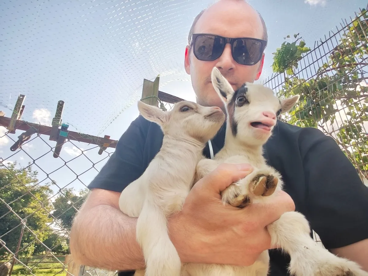 Pygmy Goats - Image 4