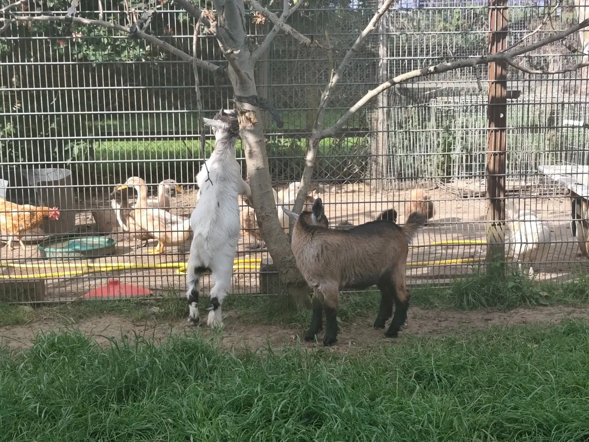 Male Pygmy Goats - Image 2