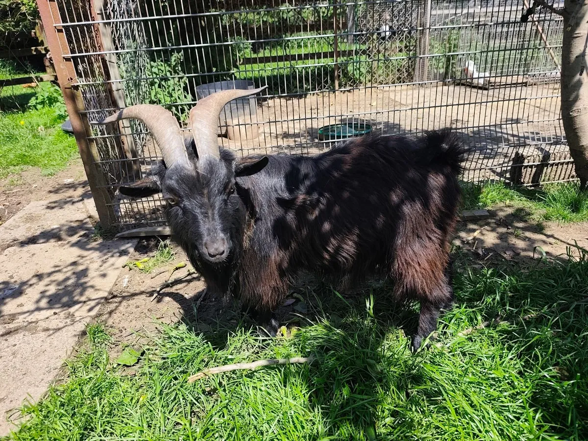 Male Pygmy Goats - Image 3