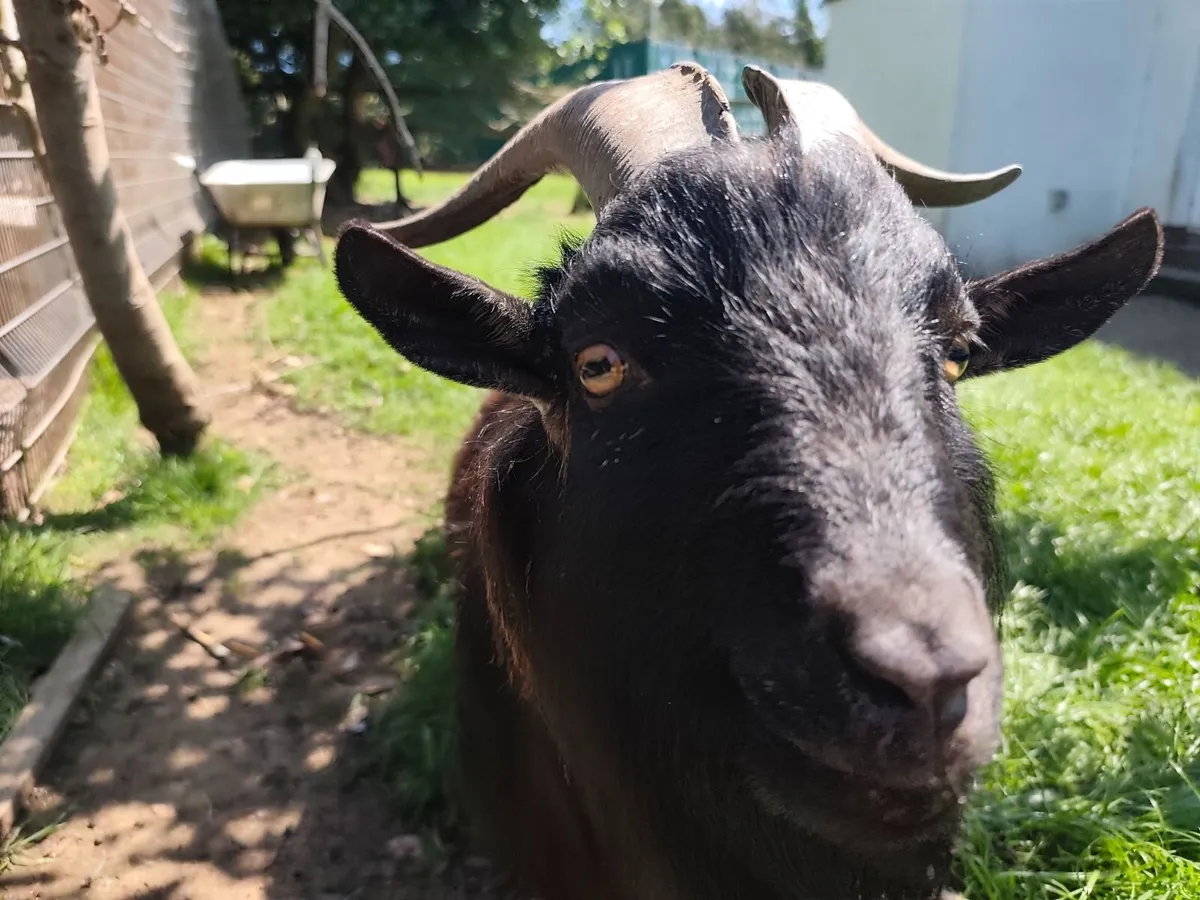 Male Pygmy Goats - Image 4