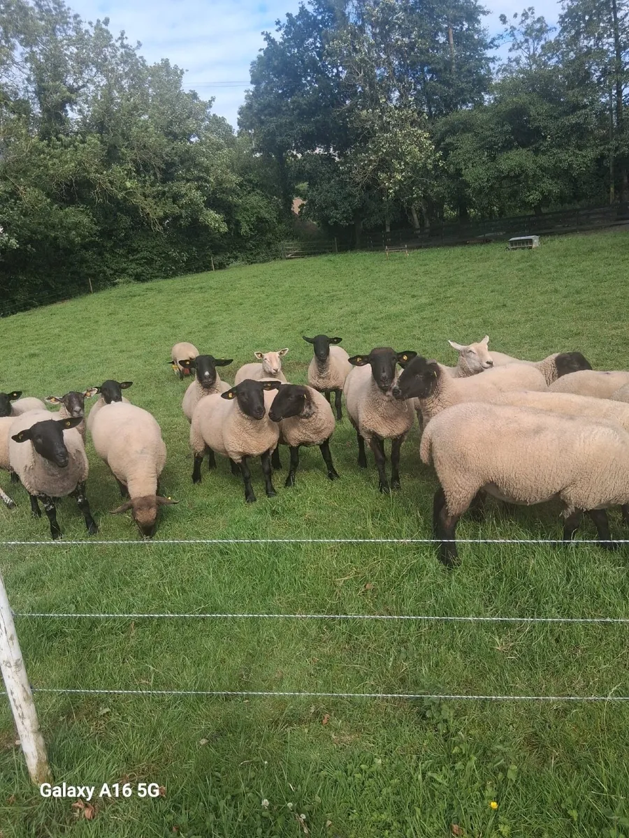 Hoggets - Image 1