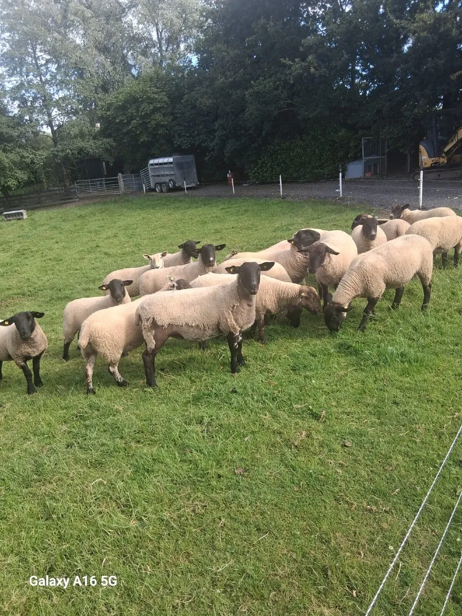 Hoggets - Image 2