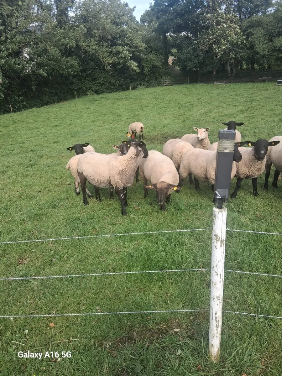 Hoggets - Image 3