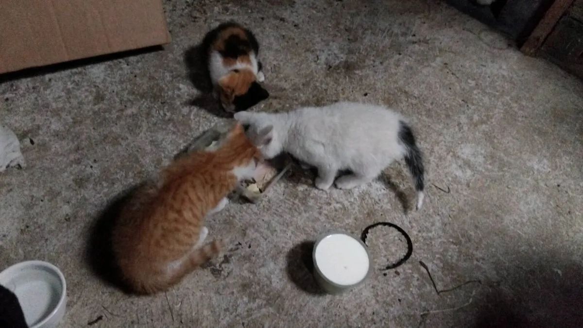 4 kittens - Image 2