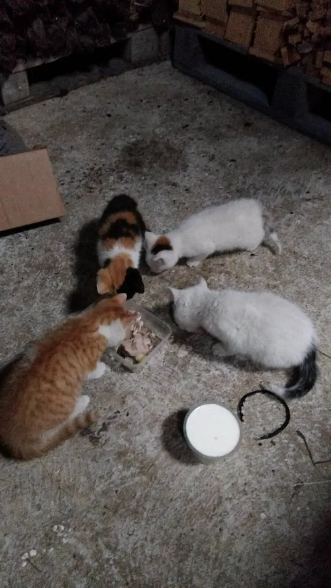 4 kittens - Image 1