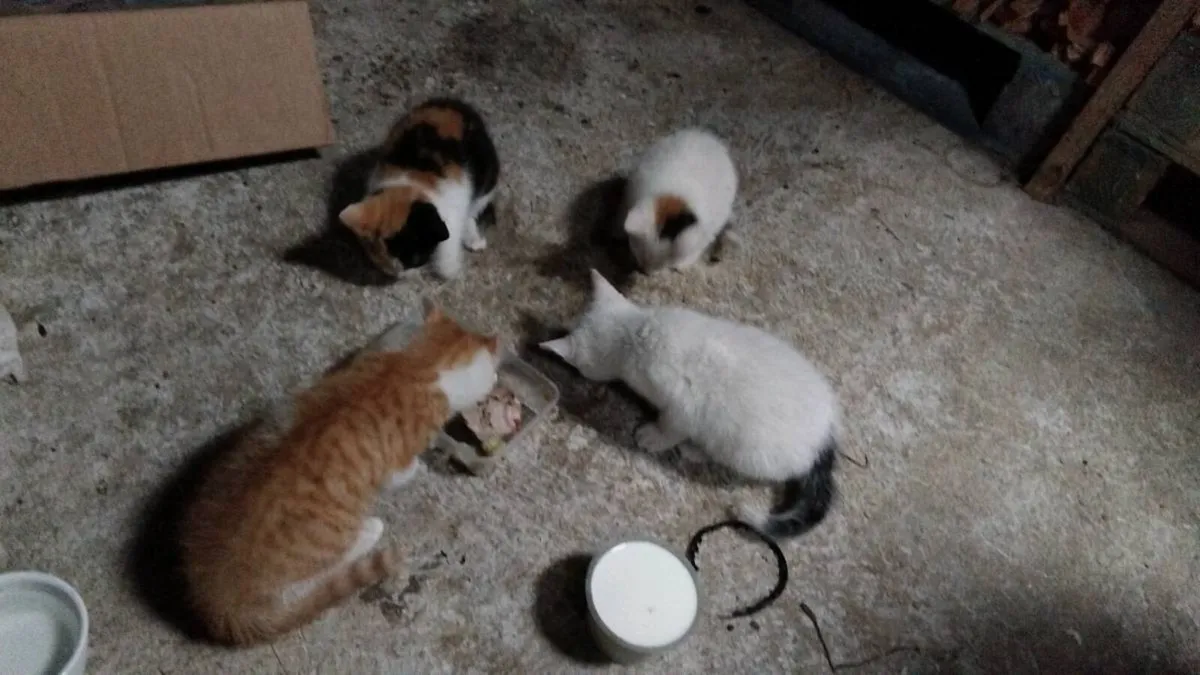 4 kittens - Image 3