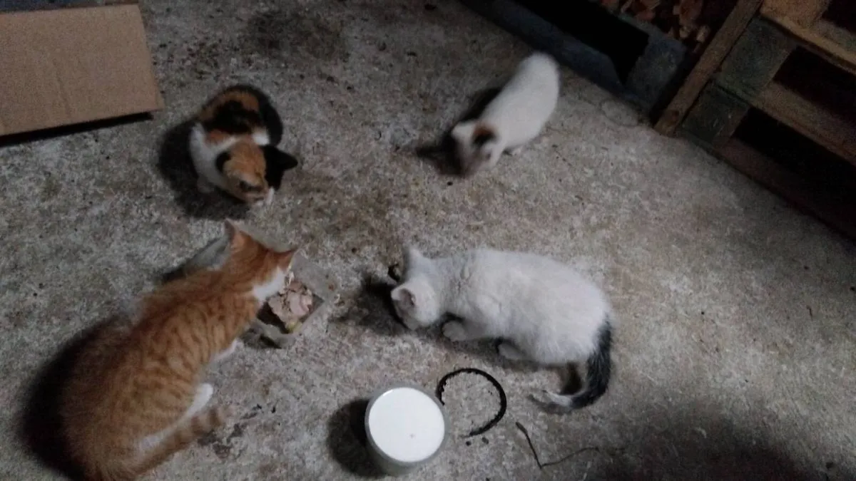 4 kittens - Image 4