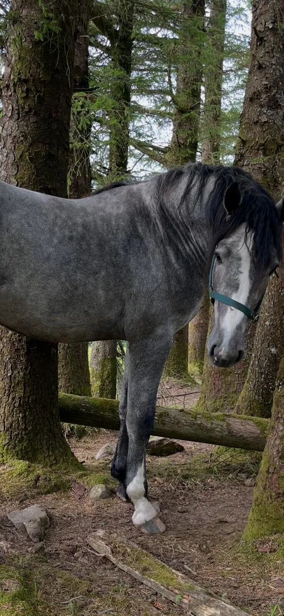 Irish draught colt - Image 2