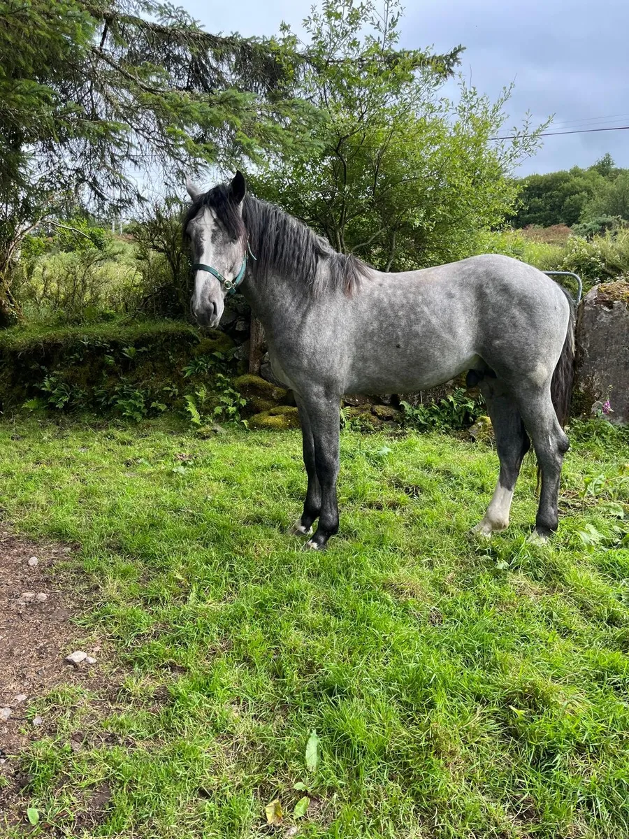 Irish draught colt - Image 3