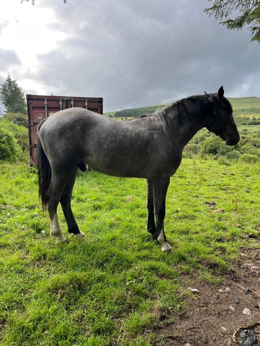 Irish draught colt - Image 4