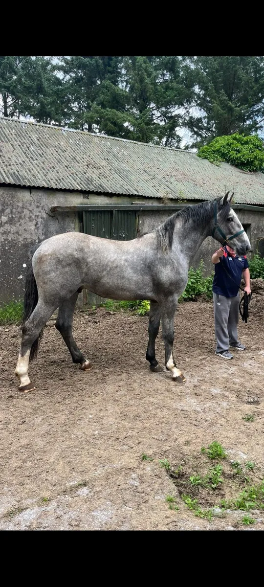 Irish draught colt - Image 1
