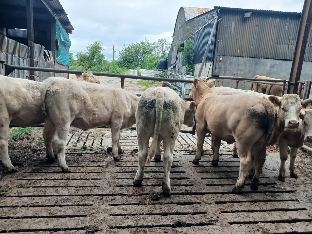 Good quality charolais heifers - Image 1