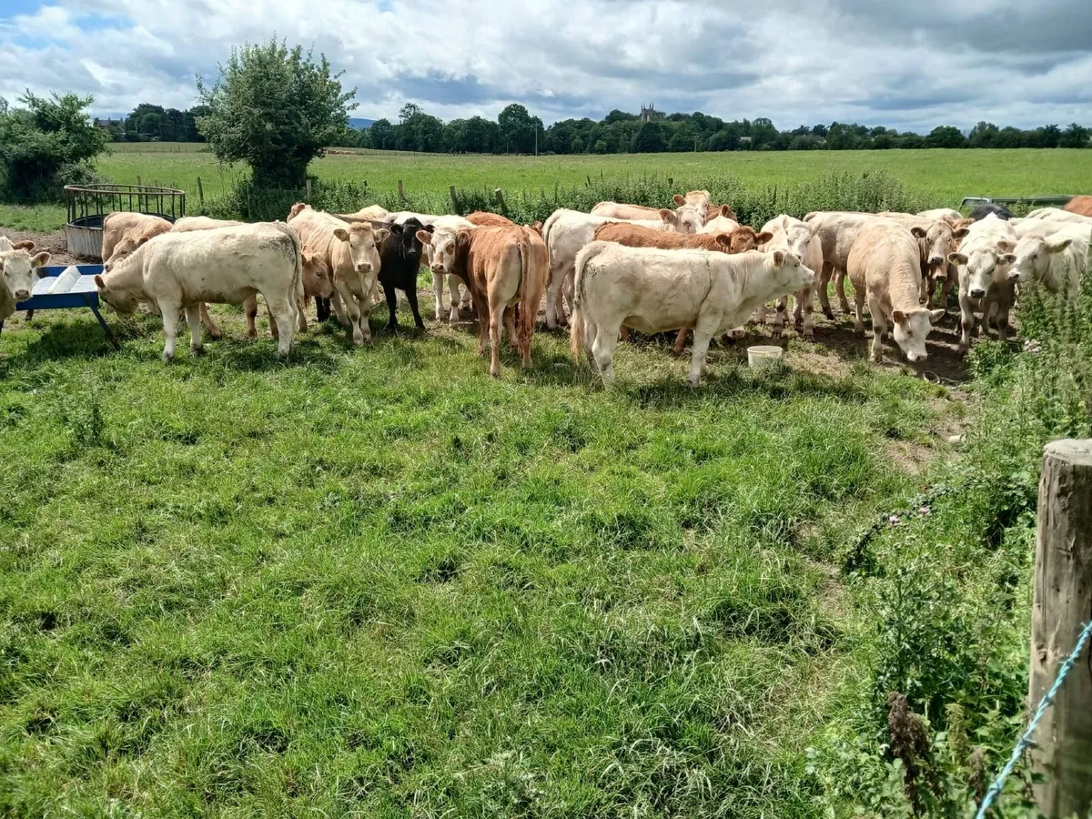 Good quality charolais heifers - Image 2