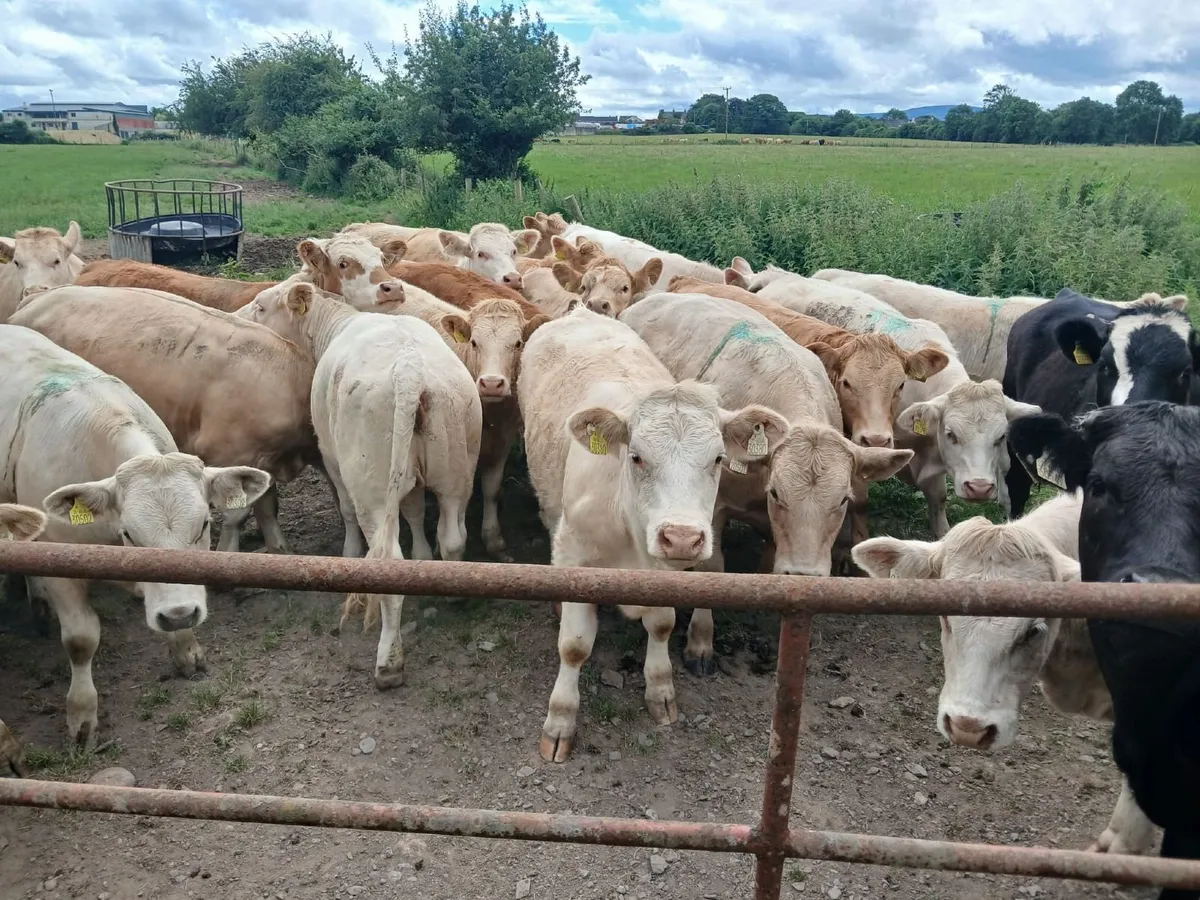 Good quality charolais heifers - Image 3