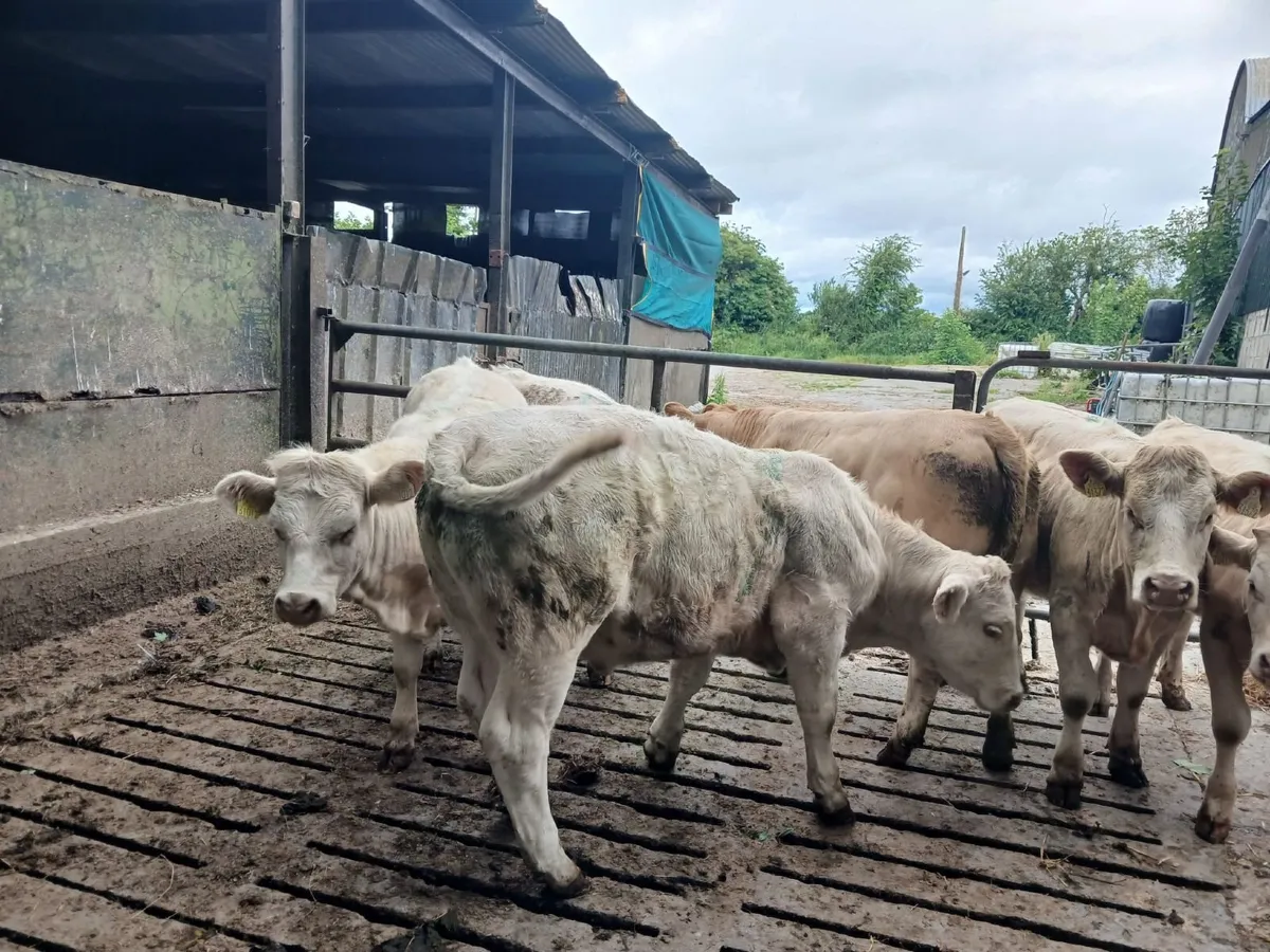 Good quality charolais heifers - Image 4