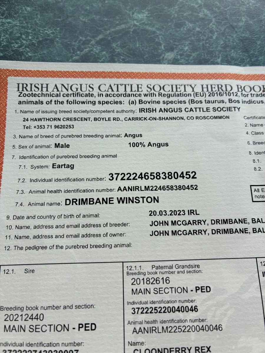 Pedigree AA Bull - Image 2